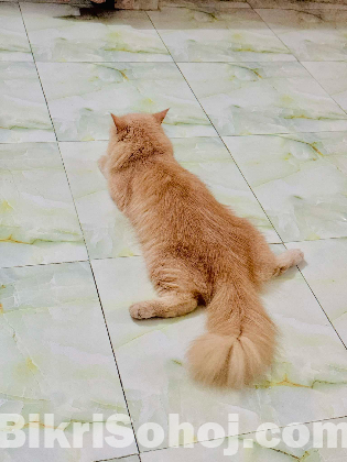 Persina Female adult cat
